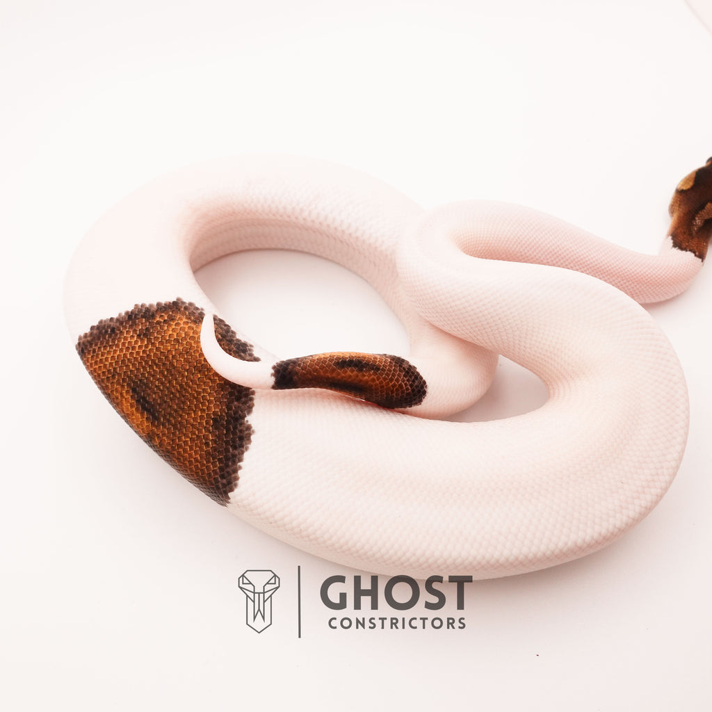 Black Pastel Piebald — Female, 2024 hatch, captive-bred by Ghost Constrictors