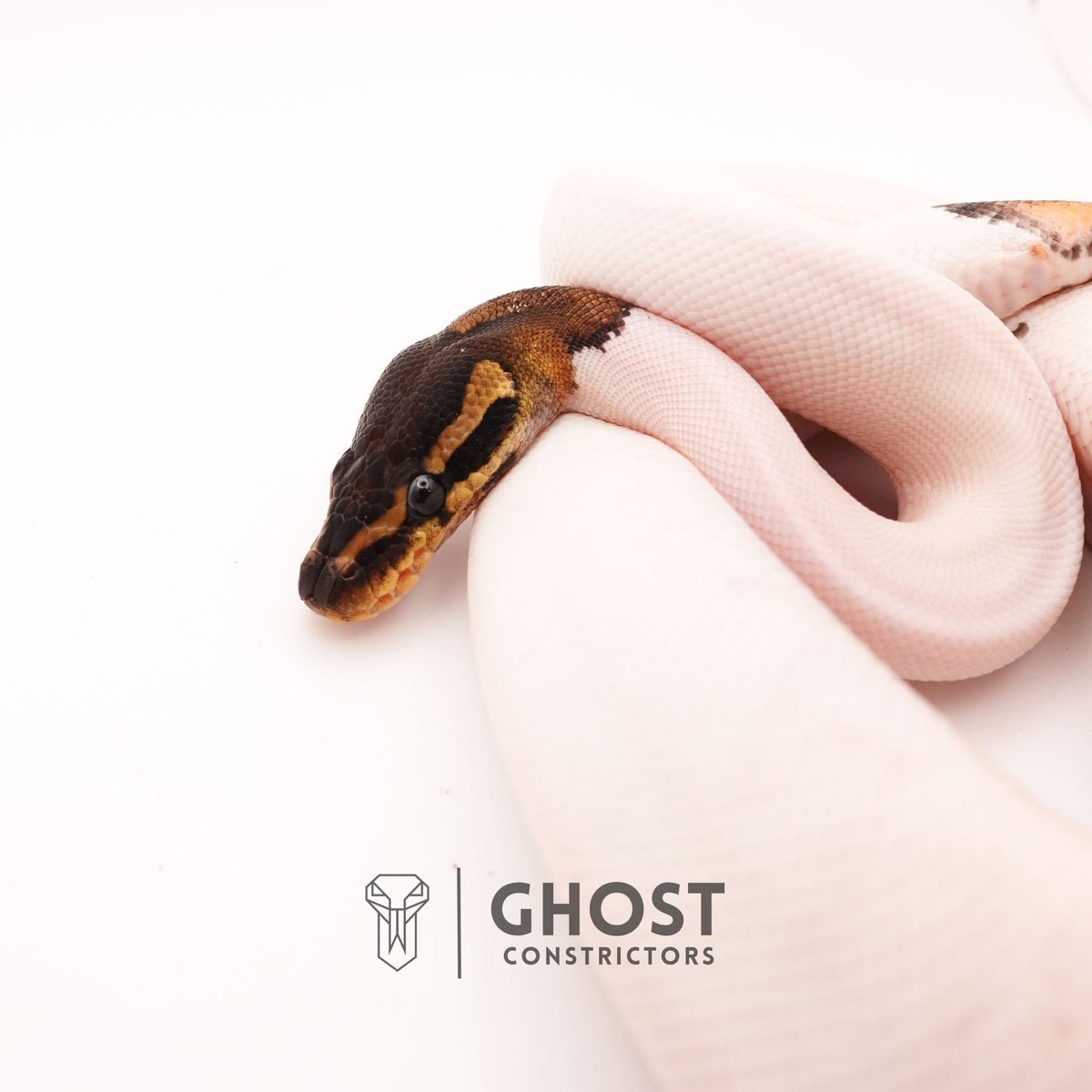 Black Pastel Piebald — Female, 2024 hatch, captive-bred by Ghost Constrictors