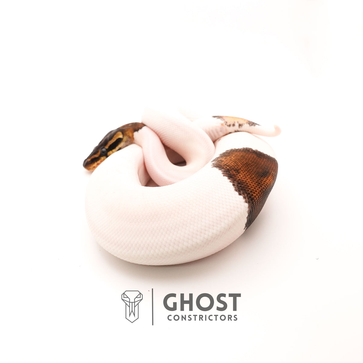 Black Pastel Piebald — Female, 2024 hatch, captive-bred by Ghost Constrictors