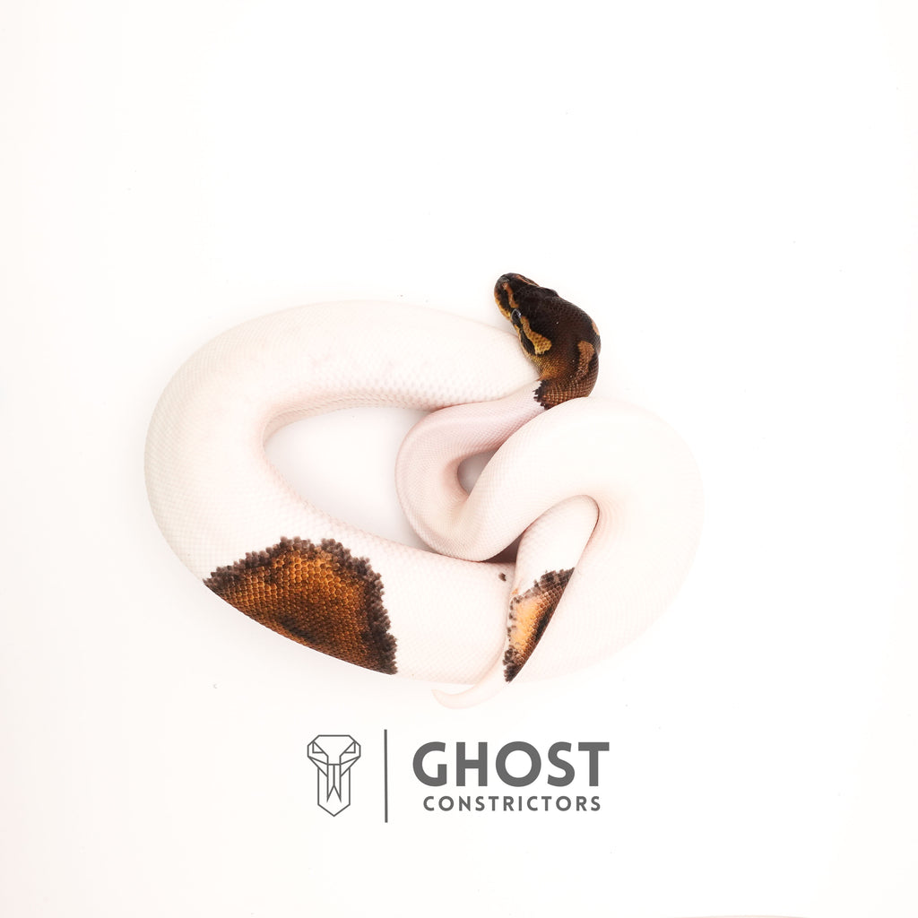 Black Pastel Piebald — Female, 2024 hatch, captive-bred by Ghost Constrictors