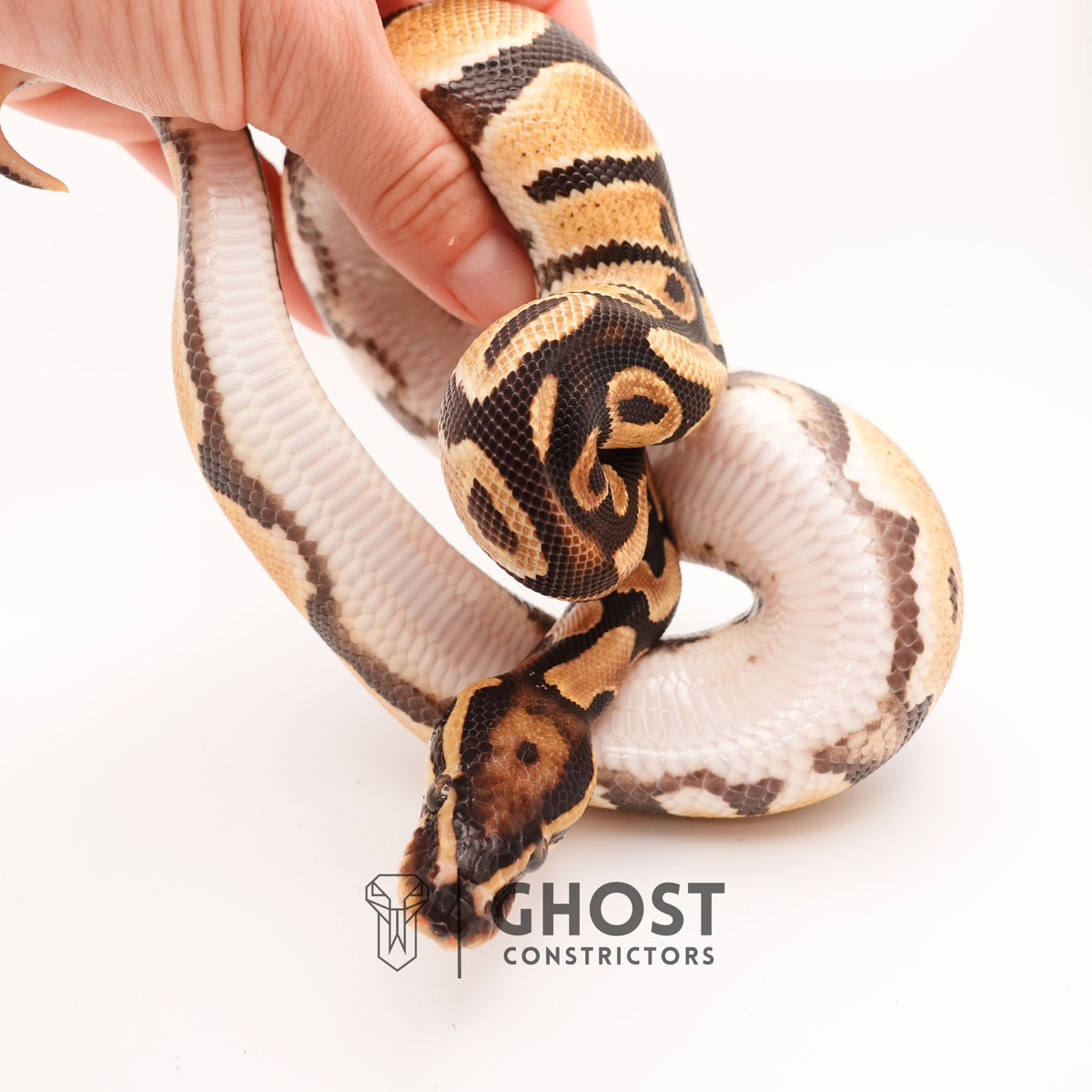 Vanilla Het Piebald Ball Python — Male, 2024 hatch, captive-bred by Ghost Constrictors