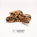 Vanilla Het Piebald Ball Python — Male, 2024 hatch, captive-bred by Ghost Constrictors