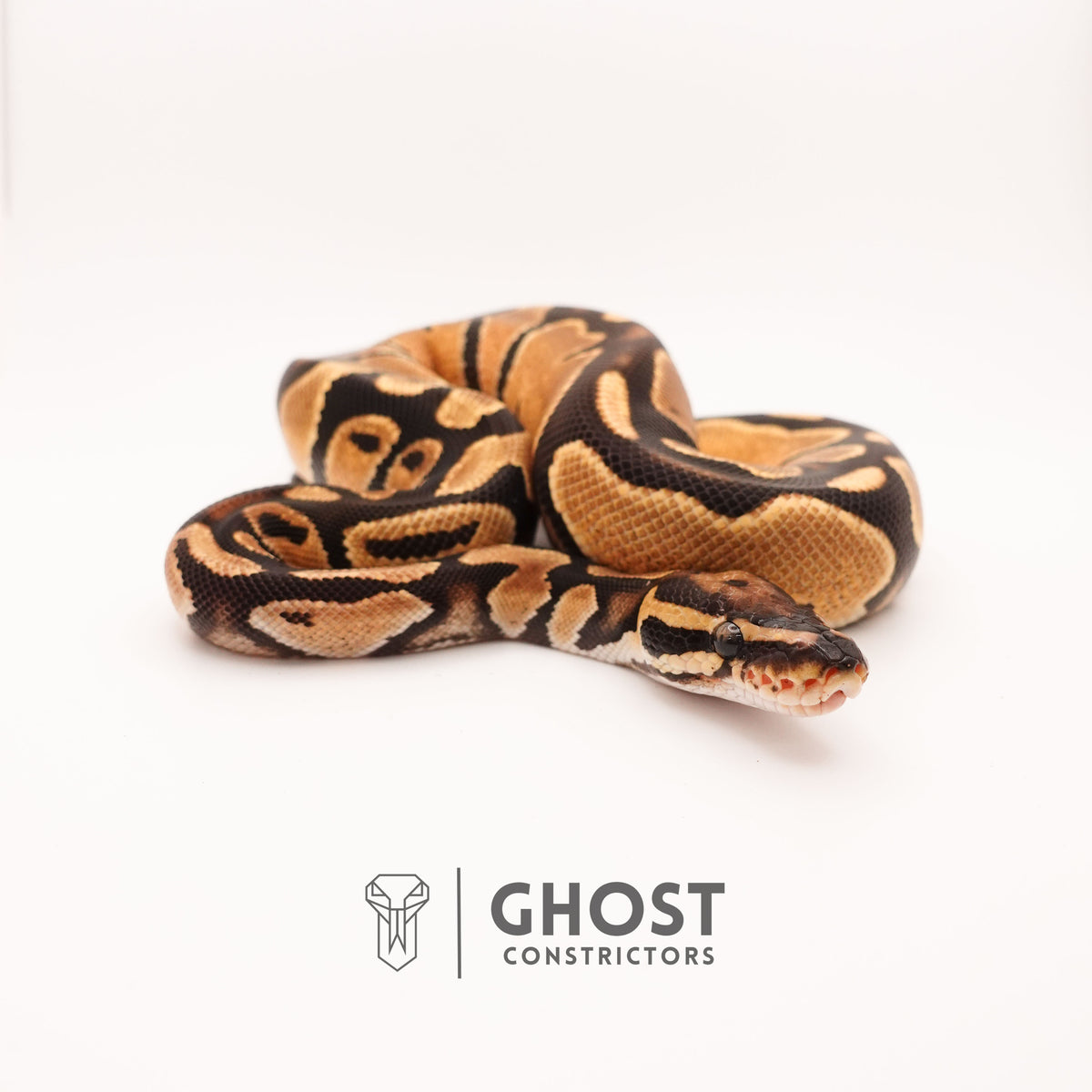 Vanilla Het Piebald Ball Python — Male, 2024 hatch, captive-bred by Ghost Constrictors