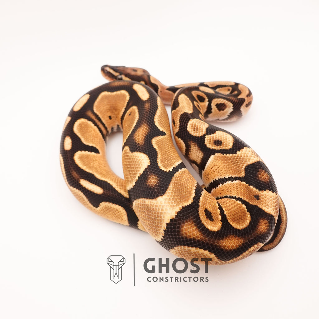 Vanilla Het Piebald Ball Python — Male, 2024 hatch, captive-bred by Ghost Constrictors