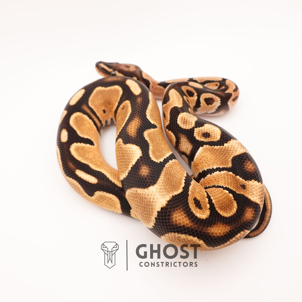 Vanilla Het Piebald Ball Python — Male, 2024 hatch, captive-bred by Ghost Constrictors