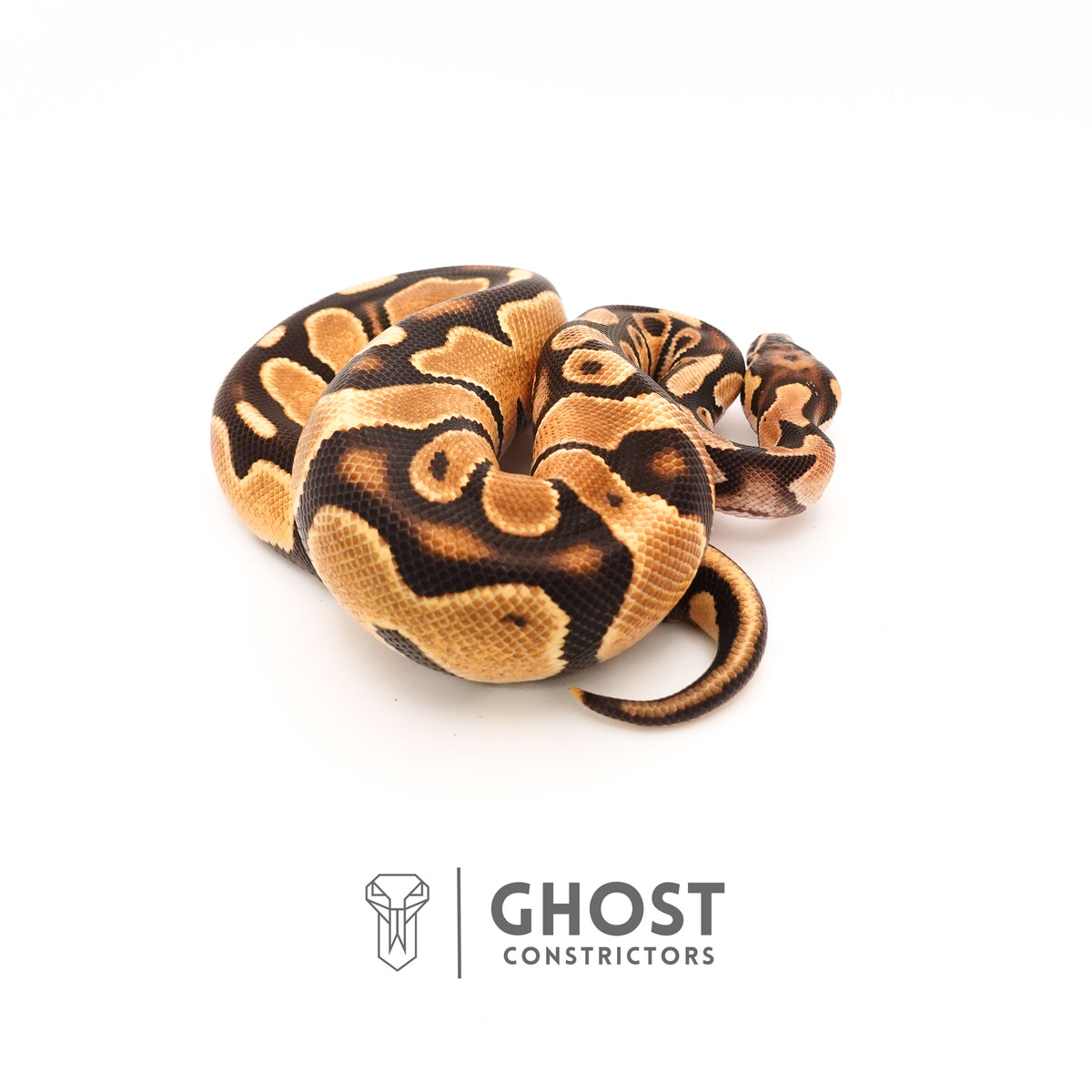 Vanilla Het Piebald Ball Python — Male, 2024 hatch, captive-bred by Ghost Constrictors