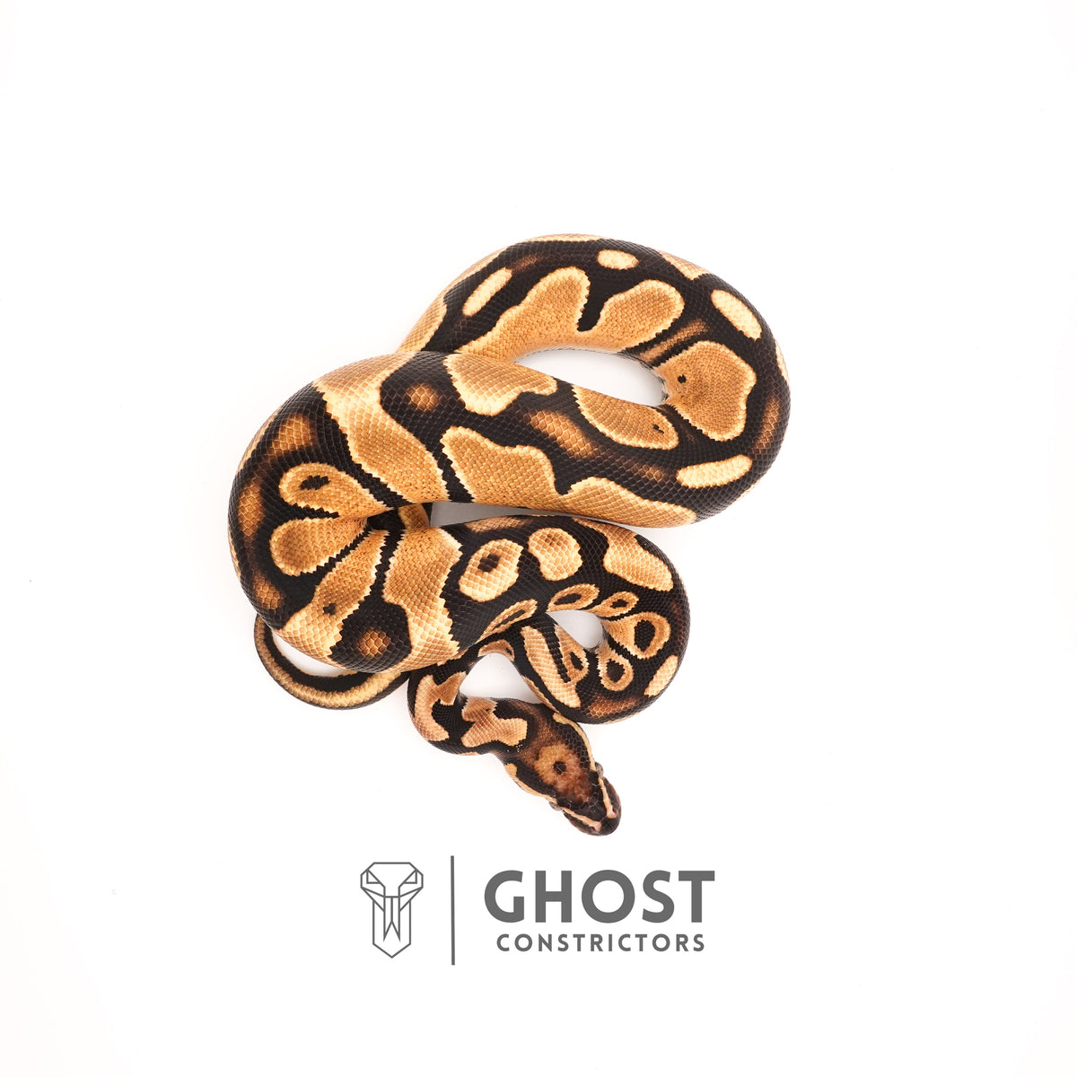 Vanilla Het Piebald Ball Python — Male, 2024 hatch, captive-bred by Ghost Constrictors