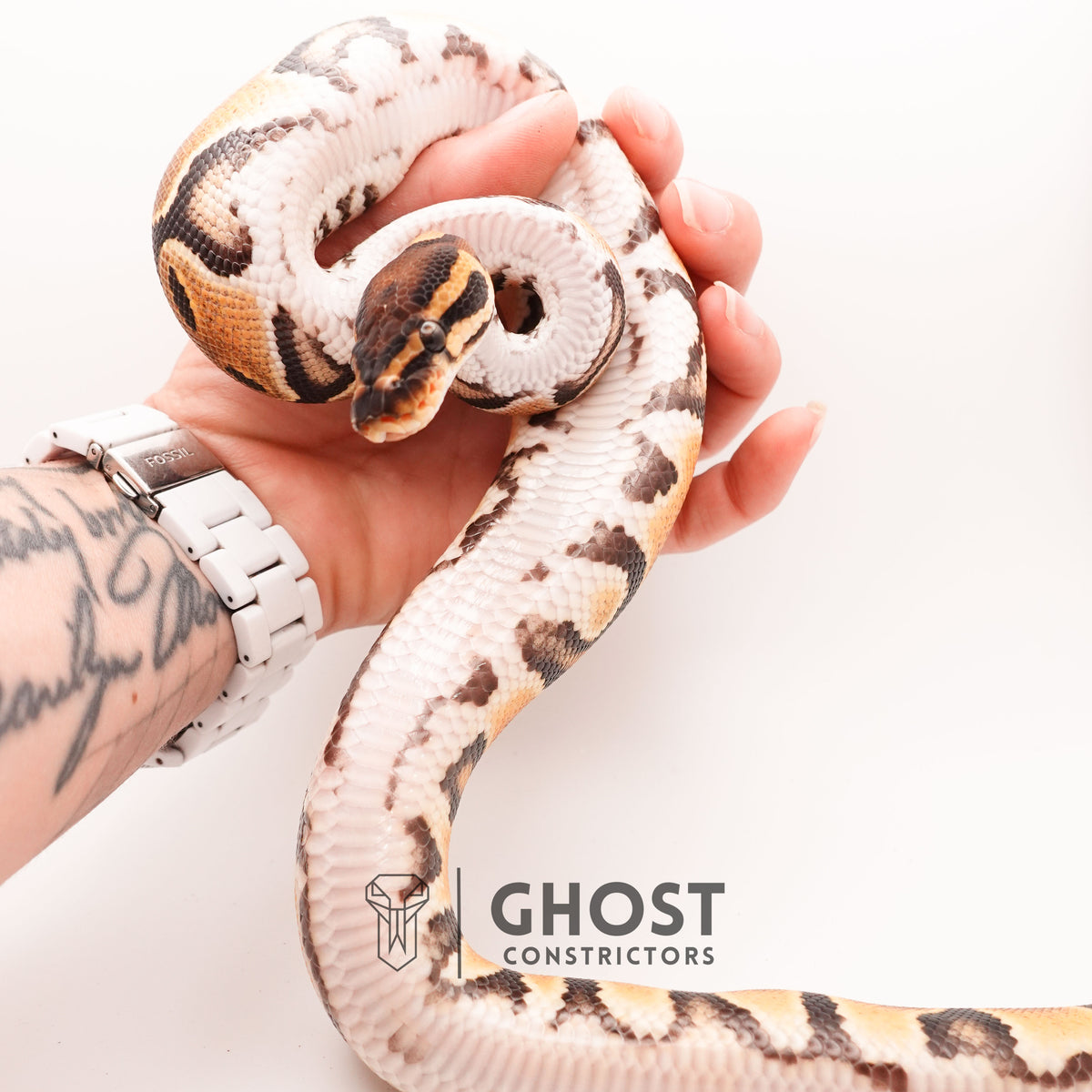 Het Piebald Orange Dream Ball Python — Female, 2024 hatch, captive-bred by Ghost Constrictors