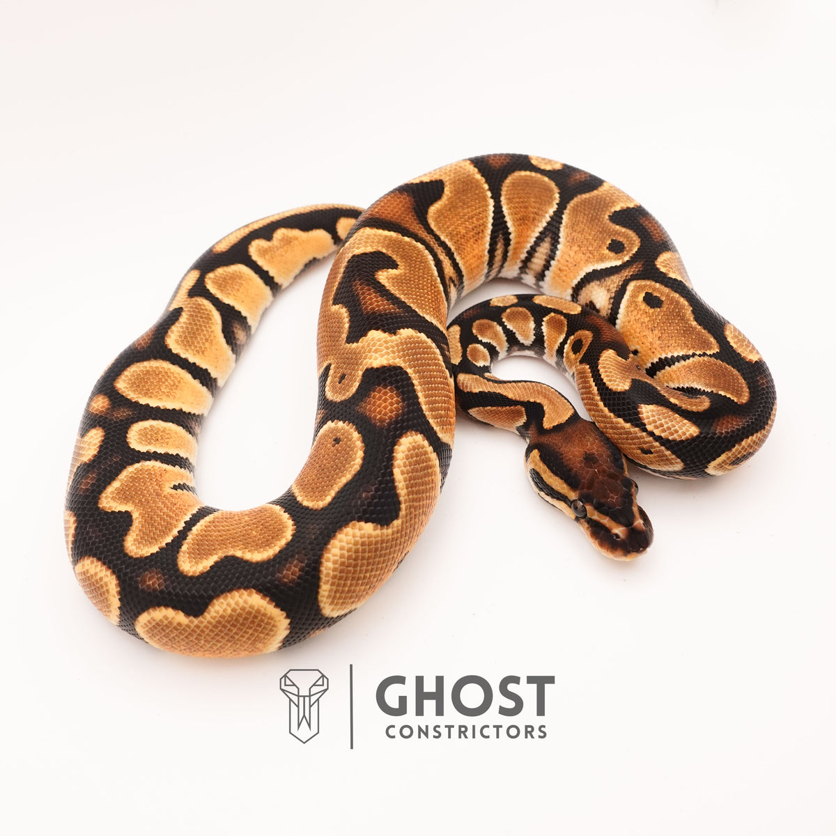Het Piebald Orange Dream Ball Python — Female, 2024 hatch, captive-bred by Ghost Constrictors
