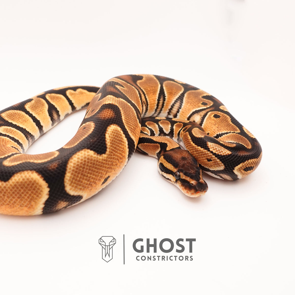 Het Piebald Orange Dream Ball Python — Female, 2024 hatch, captive-bred by Ghost Constrictors