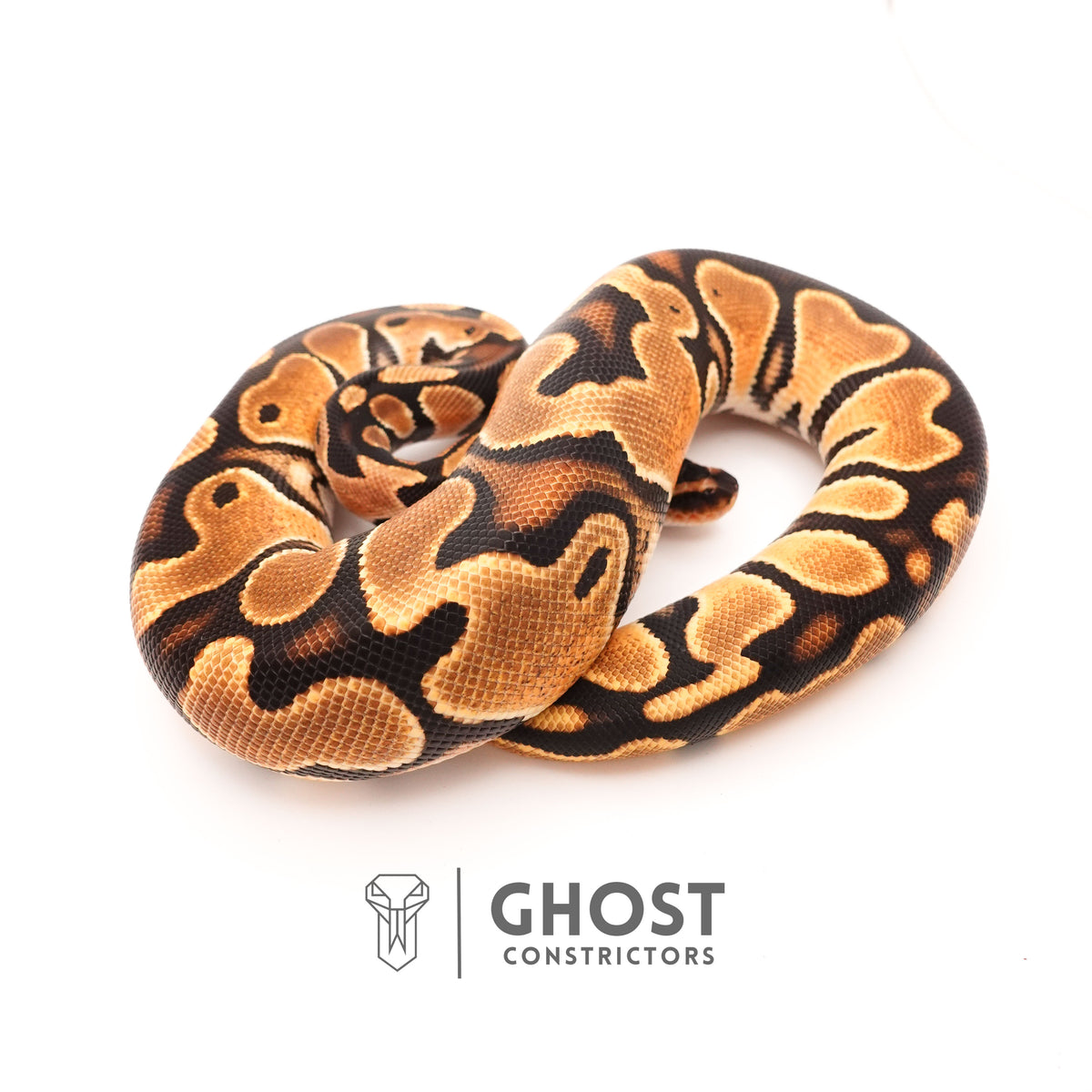 Het Piebald Orange Dream Ball Python — Female, 2024 hatch, captive-bred by Ghost Constrictors