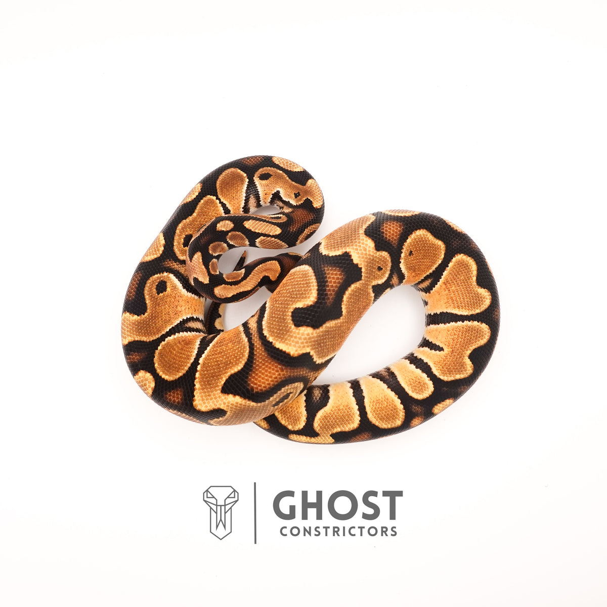 Het Piebald Orange Dream Ball Python — Female, 2024 hatch, captive-bred by Ghost Constrictors