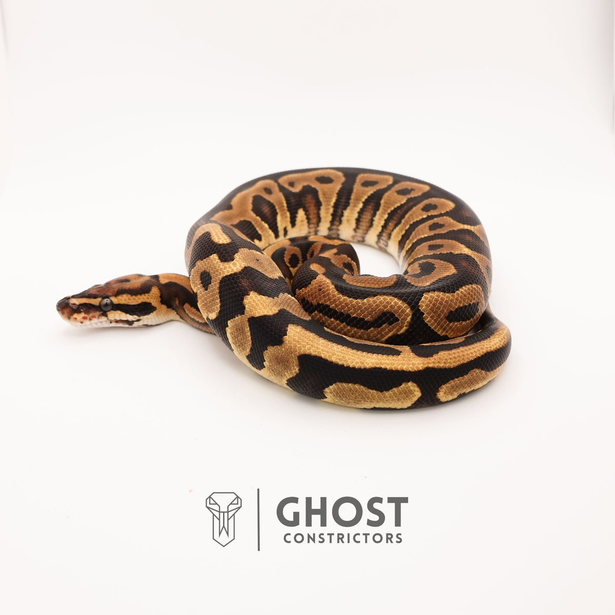 Het Pied Leopard Ball Python for Sale — Female, 2024 hatch, captive-bred by Ghost Constrictors