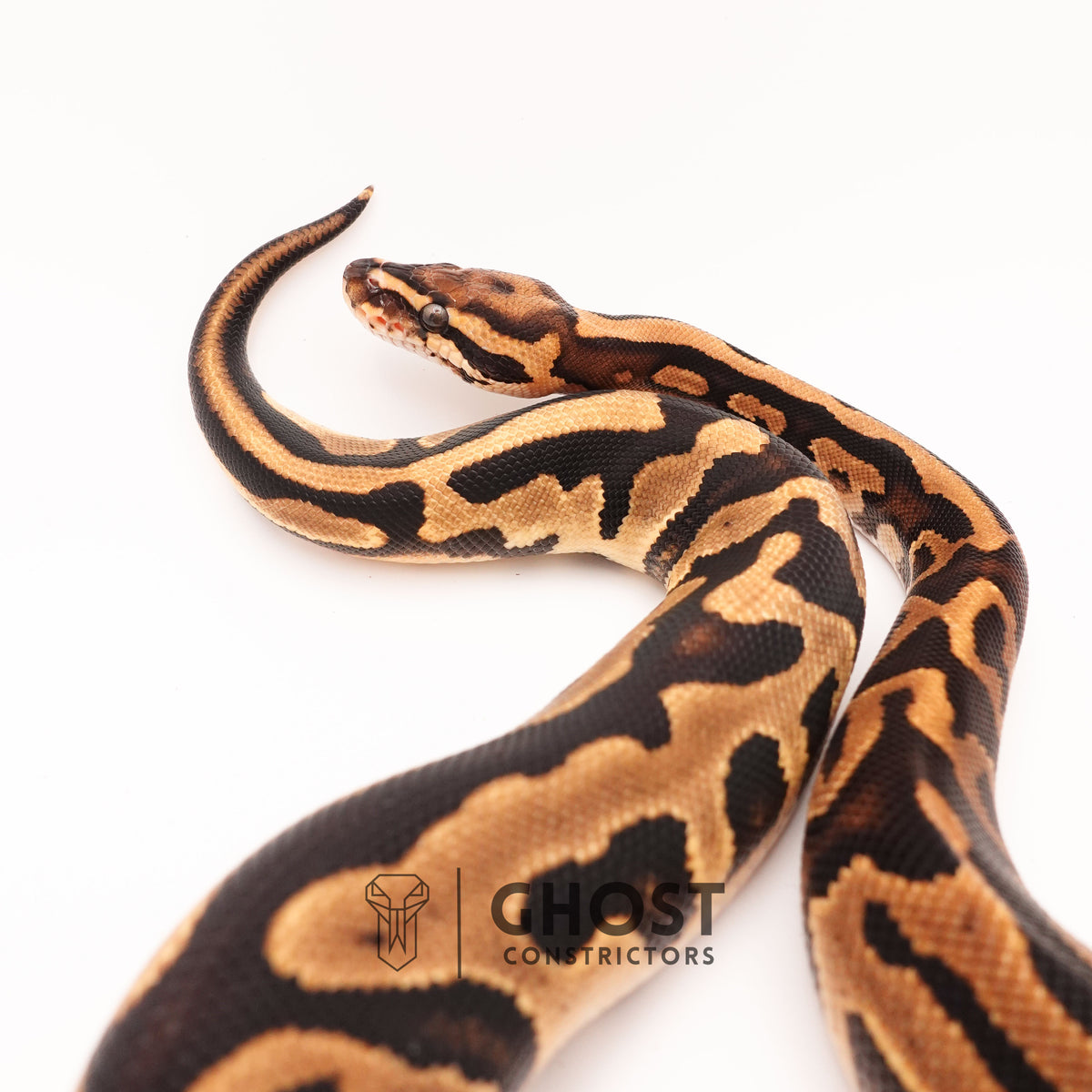 Het Pied Leopard Ball Python for Sale — Female, 2024 hatch, captive-bred by Ghost Constrictors