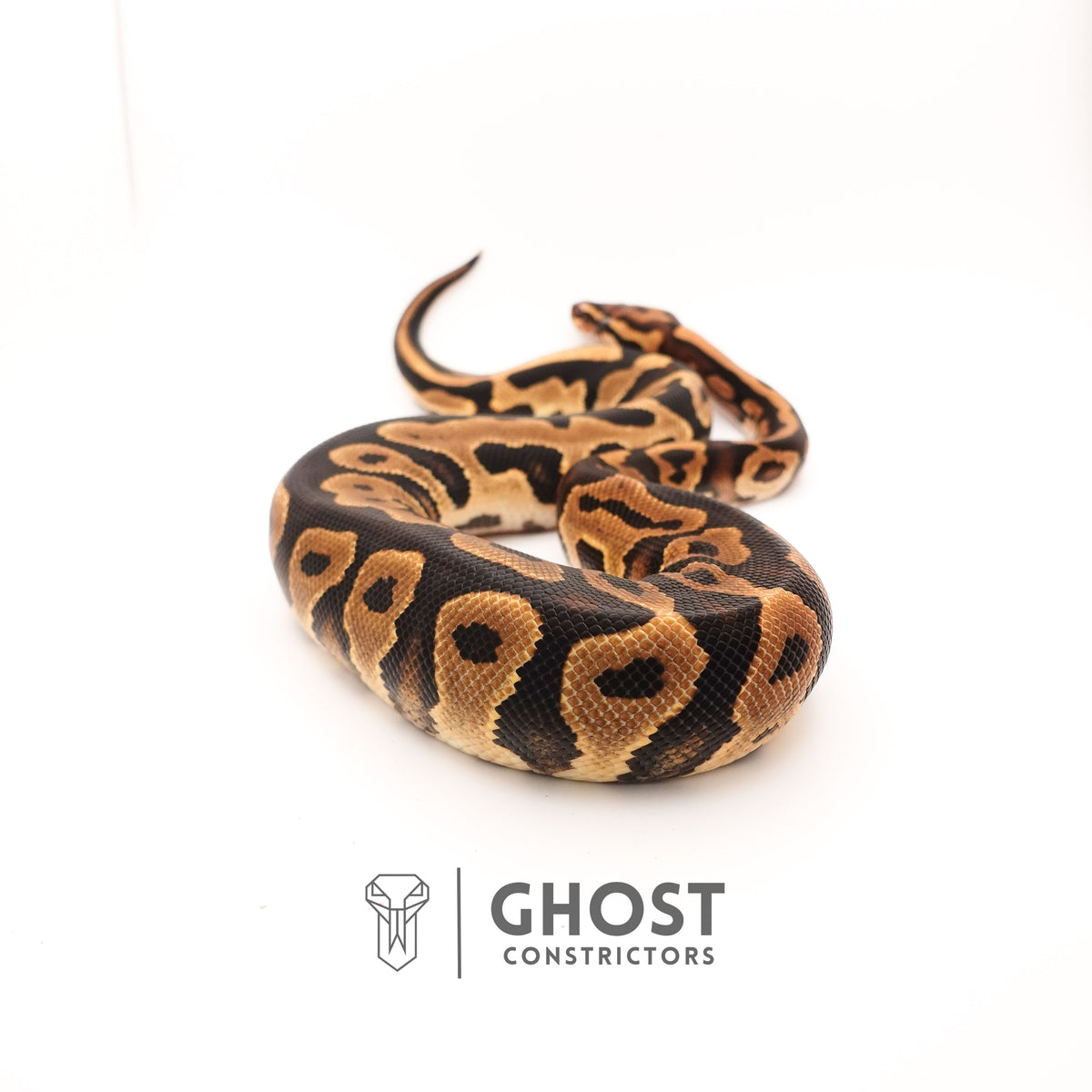 Het Pied Leopard Ball Python for Sale — Female, 2024 hatch, captive-bred by Ghost Constrictors