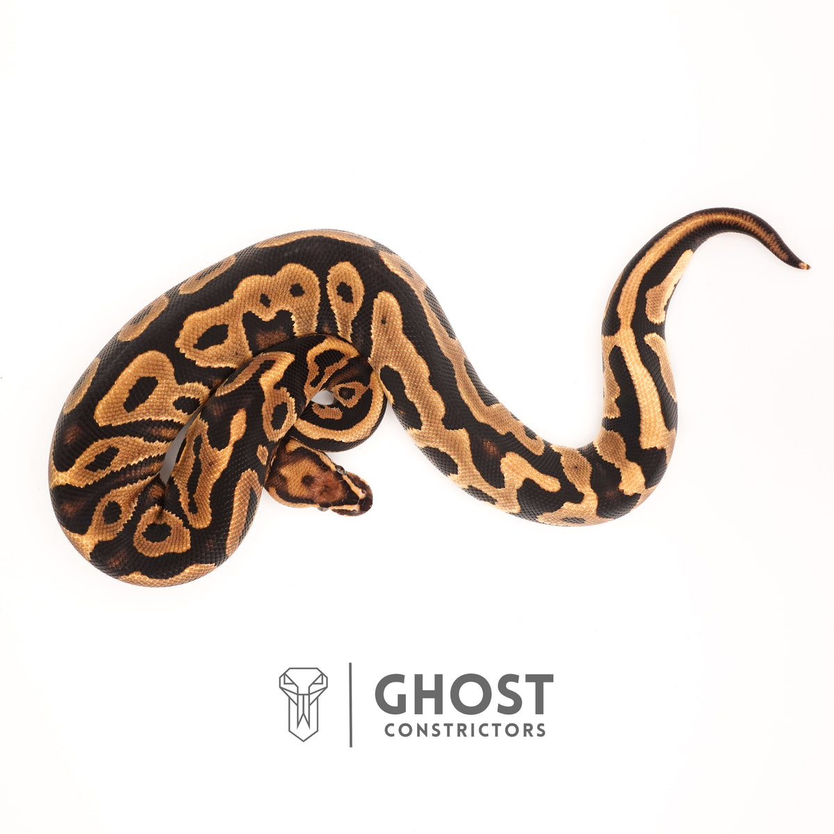 Het Pied Leopard Ball Python for Sale — Female, 2024 hatch, captive-bred by Ghost Constrictors