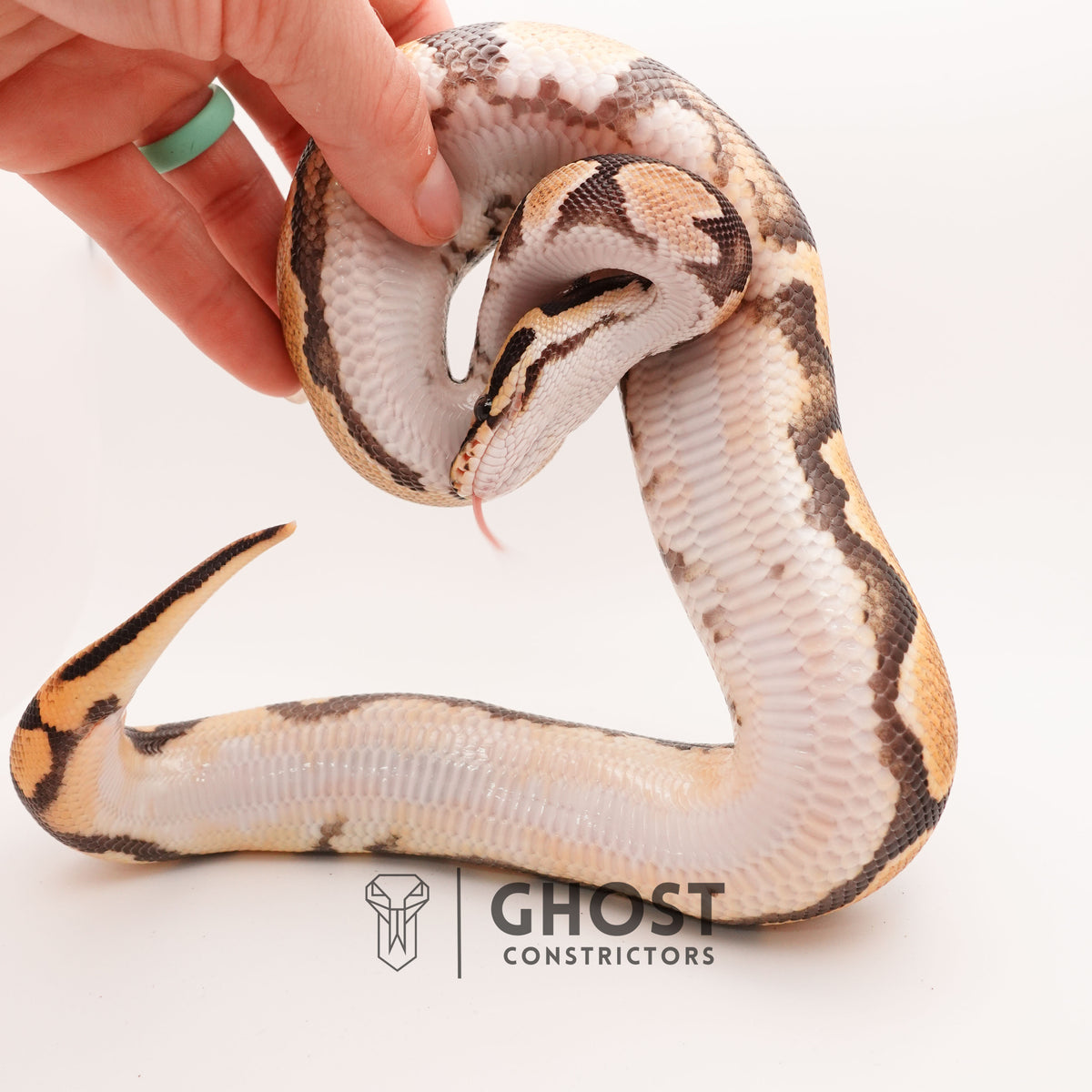 Het Pied Vanilla Orange Dream Ball Python — Male, 2024 hatch, captive-bred by Ghost Constrictors