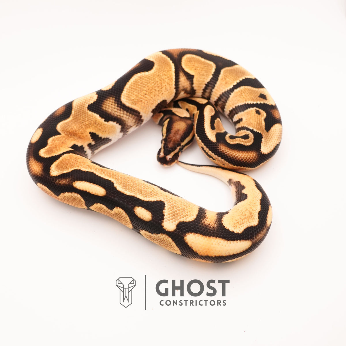 Het Pied Vanilla Orange Dream Ball Python — Male, 2024 hatch, captive-bred by Ghost Constrictors