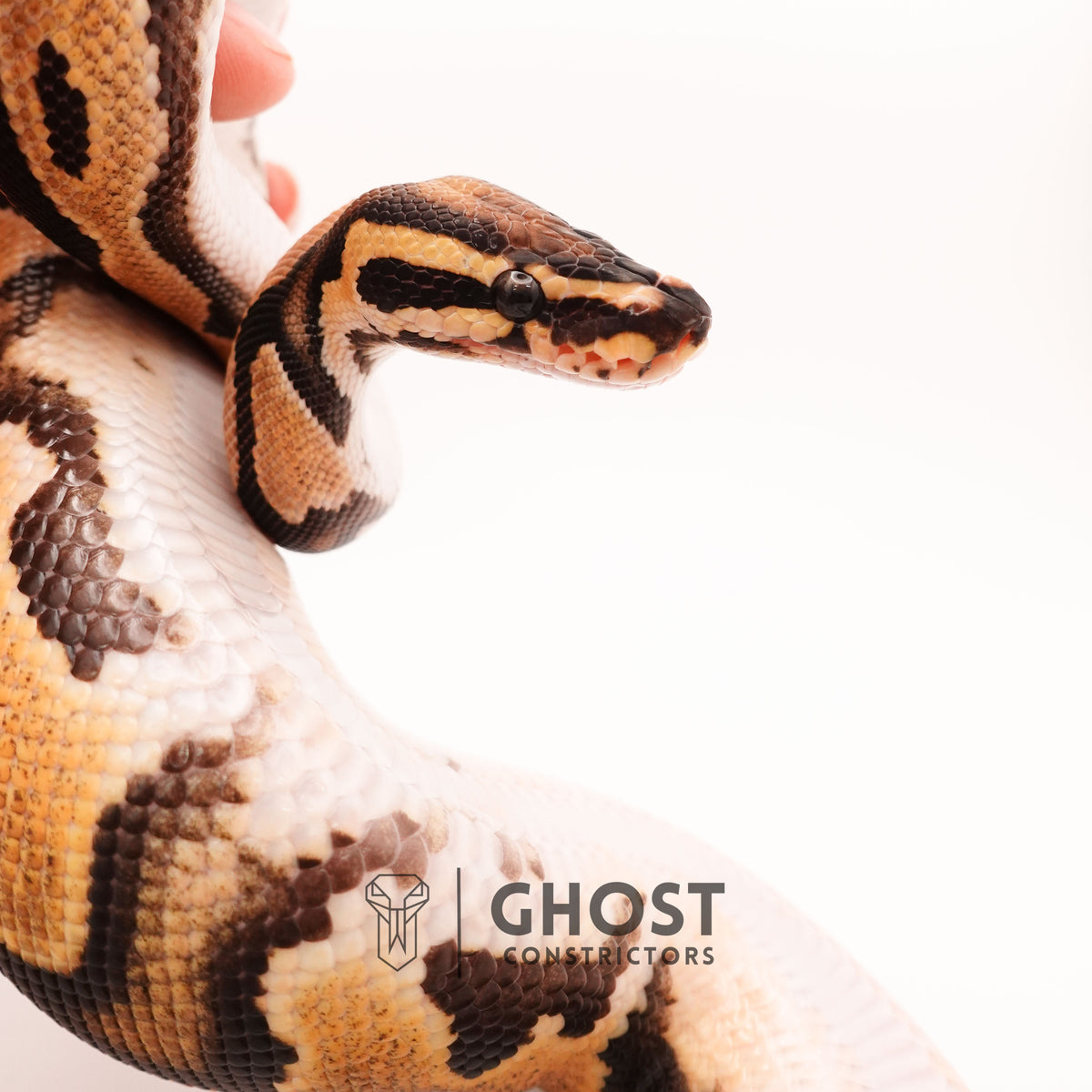 Het Pied Vanilla Orange Dream Ball Python — Male, 2024 hatch, captive-bred by Ghost Constrictors