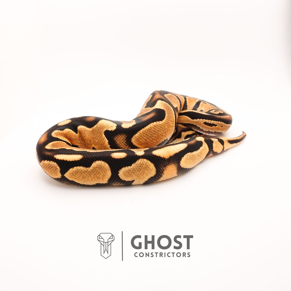Het Pied Vanilla Orange Dream Ball Python — Male, 2024 hatch, captive-bred by Ghost Constrictors