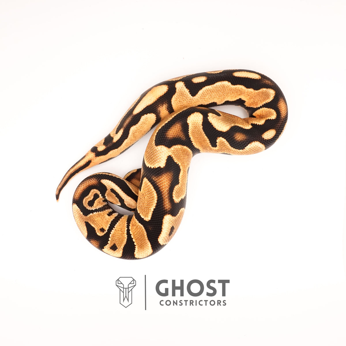 Het Pied Vanilla Orange Dream Ball Python — Male, 2024 hatch, captive-bred by Ghost Constrictors