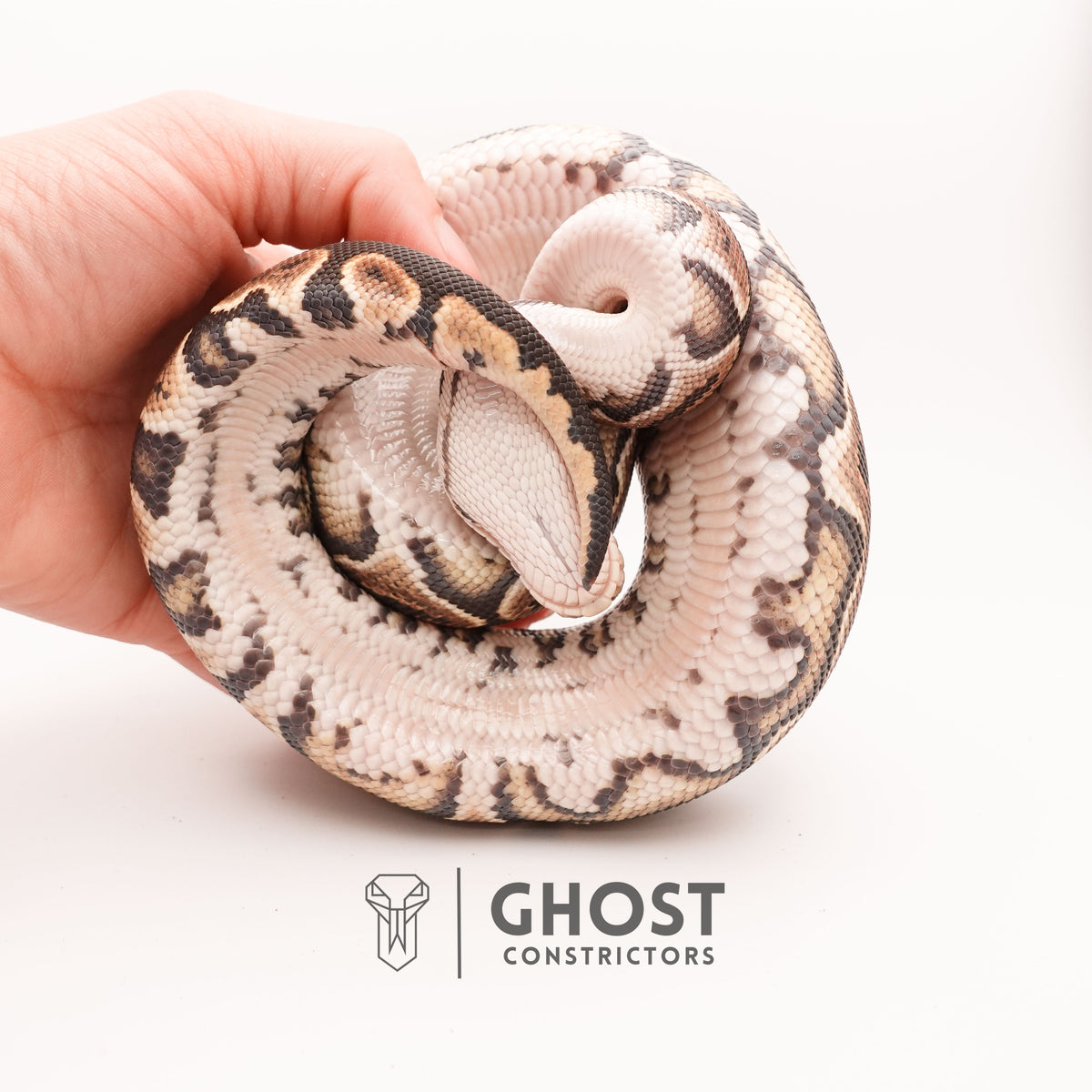 Black Pastel Het Clown — Female, 2024 hatch, captive-bred by Ghost Constrictors