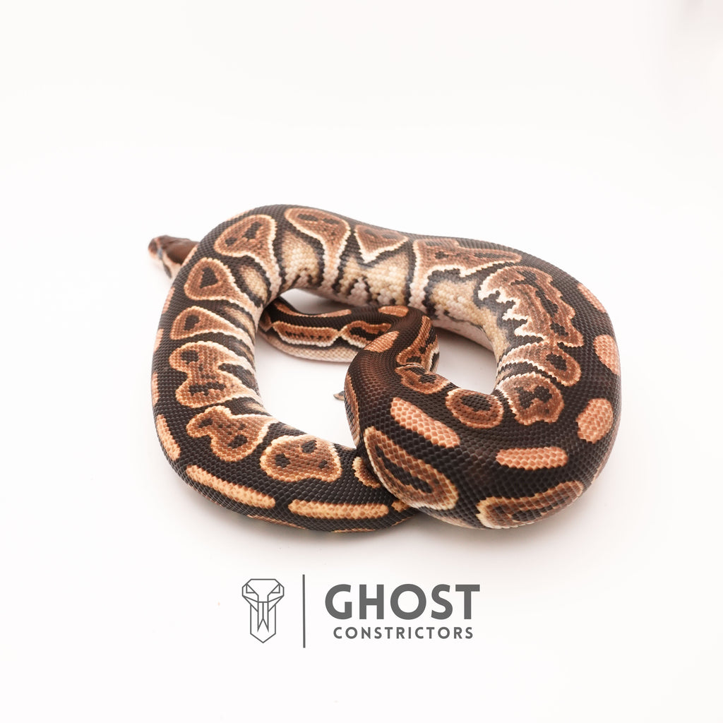 Black Pastel Het Clown — Female, 2024 hatch, captive-bred by Ghost Constrictors