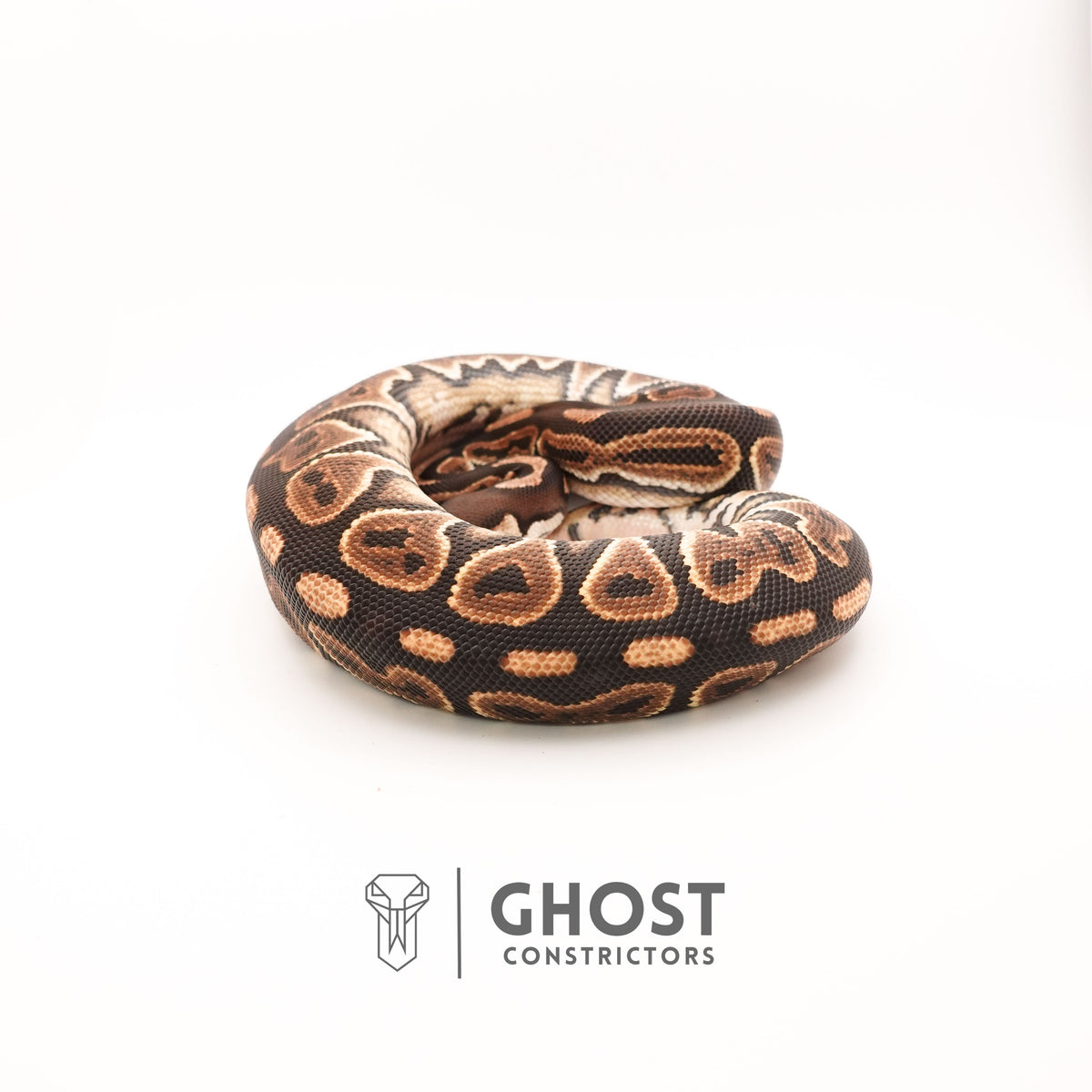 Black Pastel Het Clown — Female, 2024 hatch, captive-bred by Ghost Constrictors