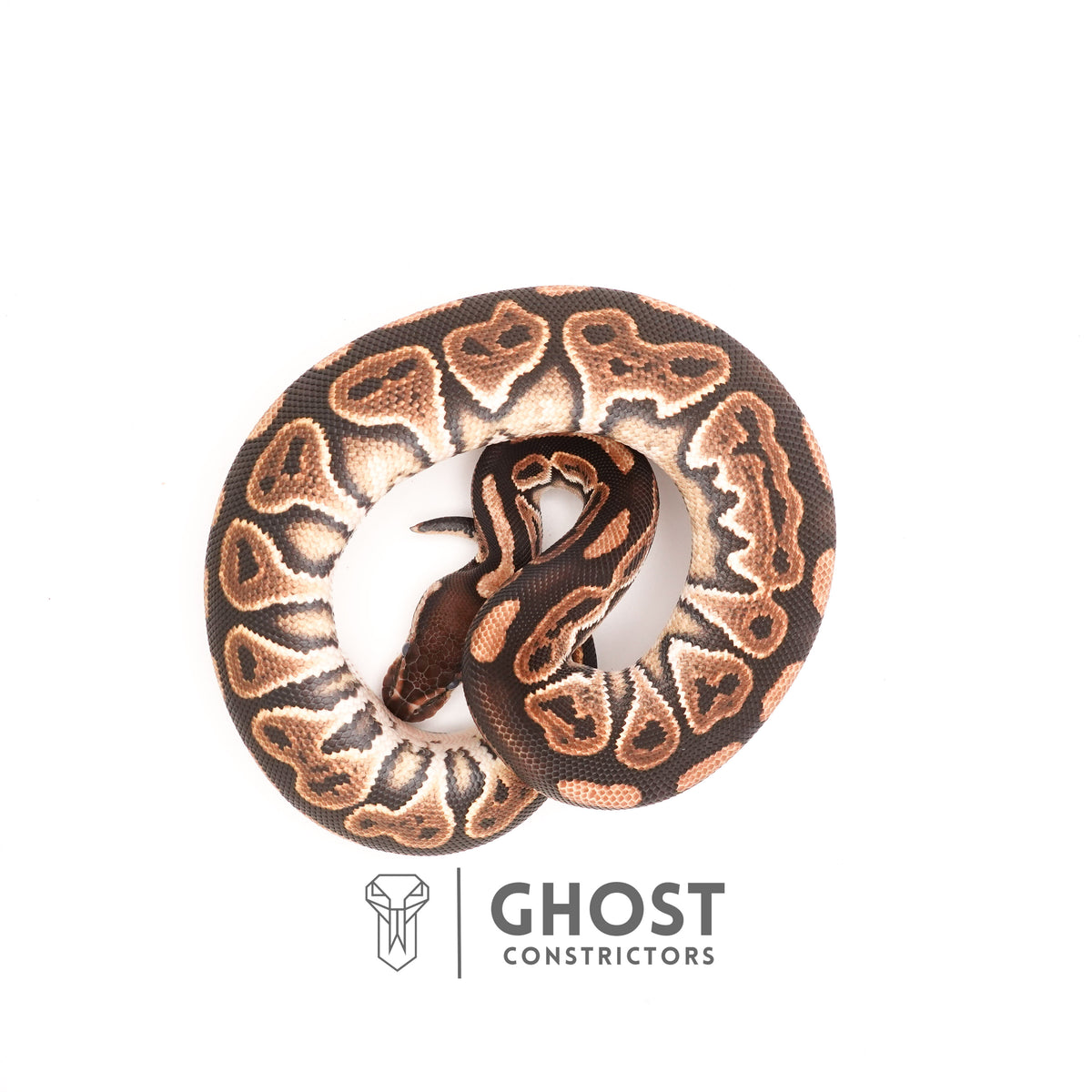 Black Pastel Het Clown — Female, 2024 hatch, captive-bred by Ghost Constrictors