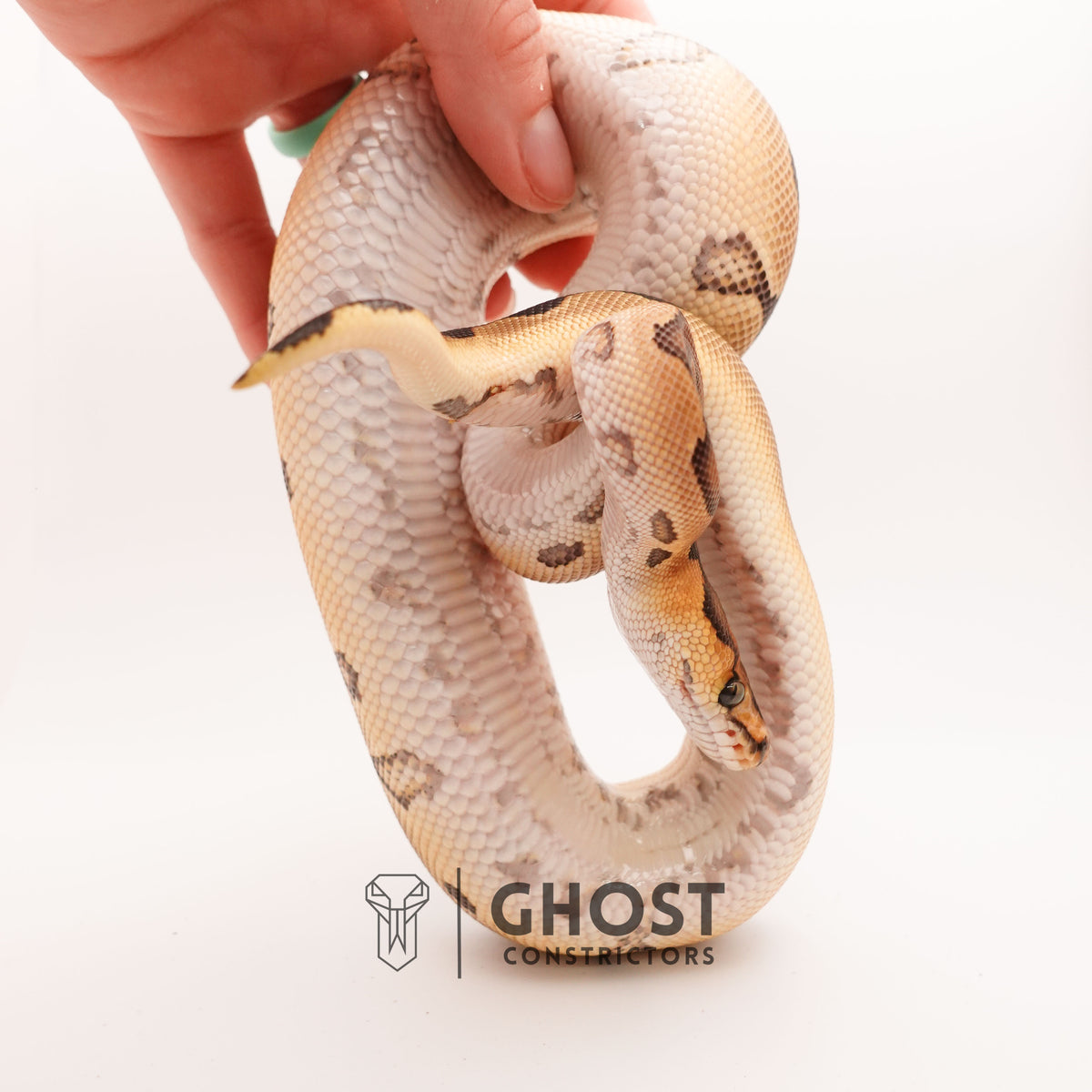 Chocolate Blade Clown — Male, 2024 hatch, captive-bred by Ghost Constrictors