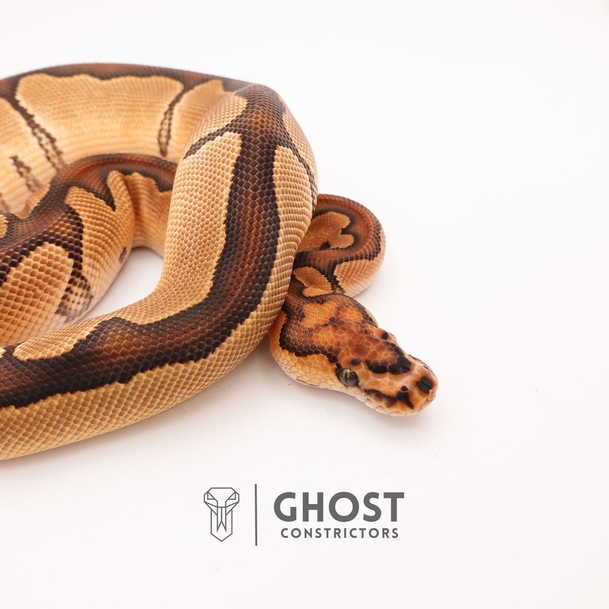 Chocolate Blade Clown — Male, 2024 hatch, captive-bred by Ghost Constrictors
