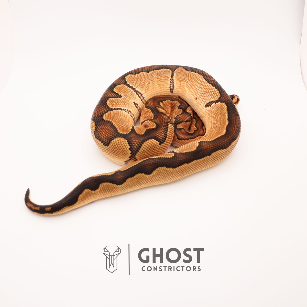 Chocolate Blade Clown — Male, 2024 hatch, captive-bred by Ghost Constrictors