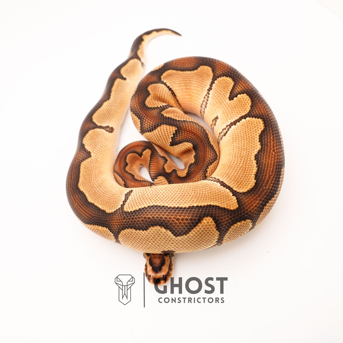 Chocolate Blade Clown — Male, 2024 hatch, captive-bred by Ghost Constrictors