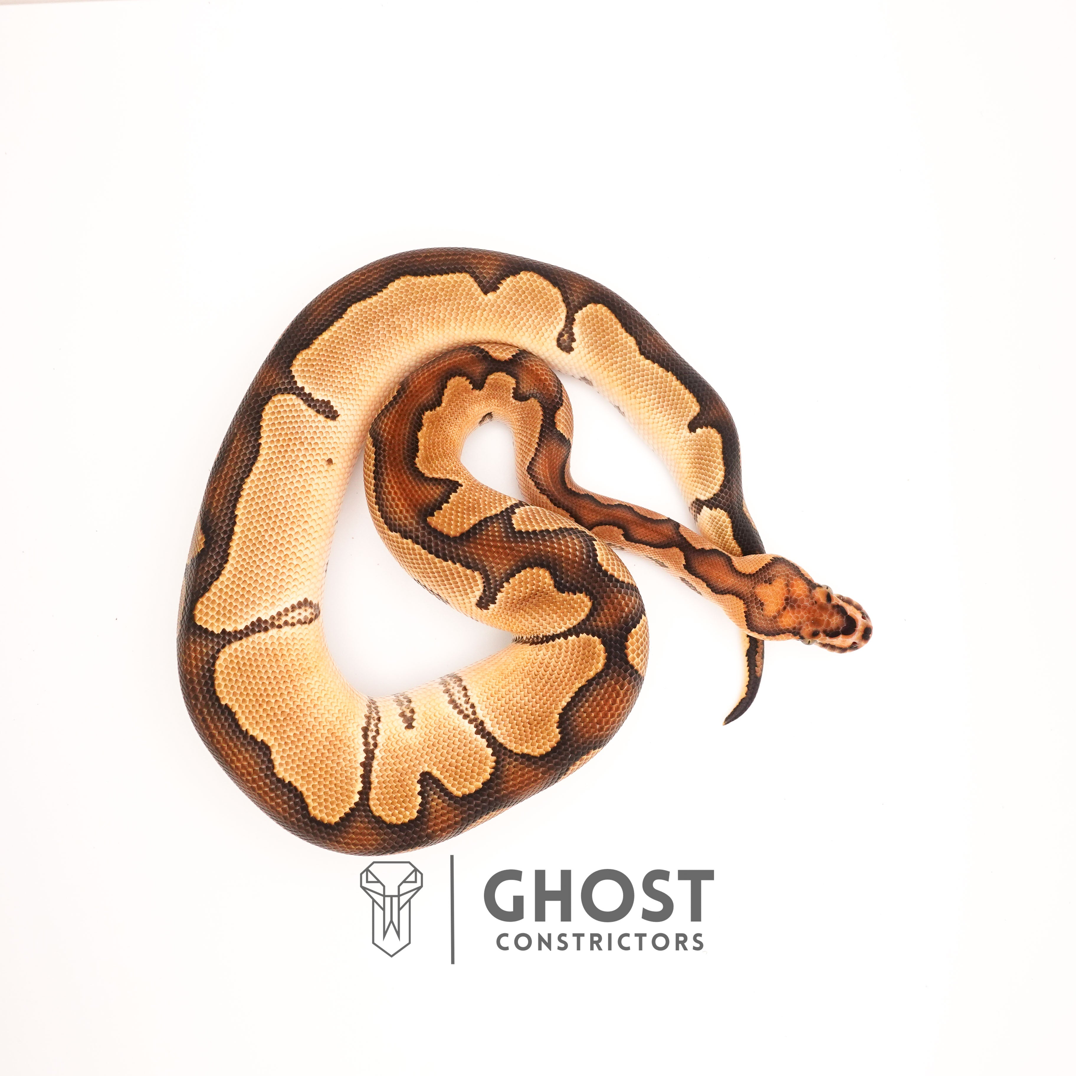 Chocolate Blade Clown Ball Python for Sale | Ghost Constrictors