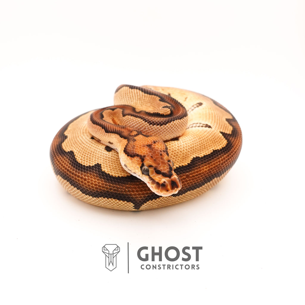 Clown Chocolate Ball Python — Male, 2024 hatch, captive-bred by Ghost Constrictors