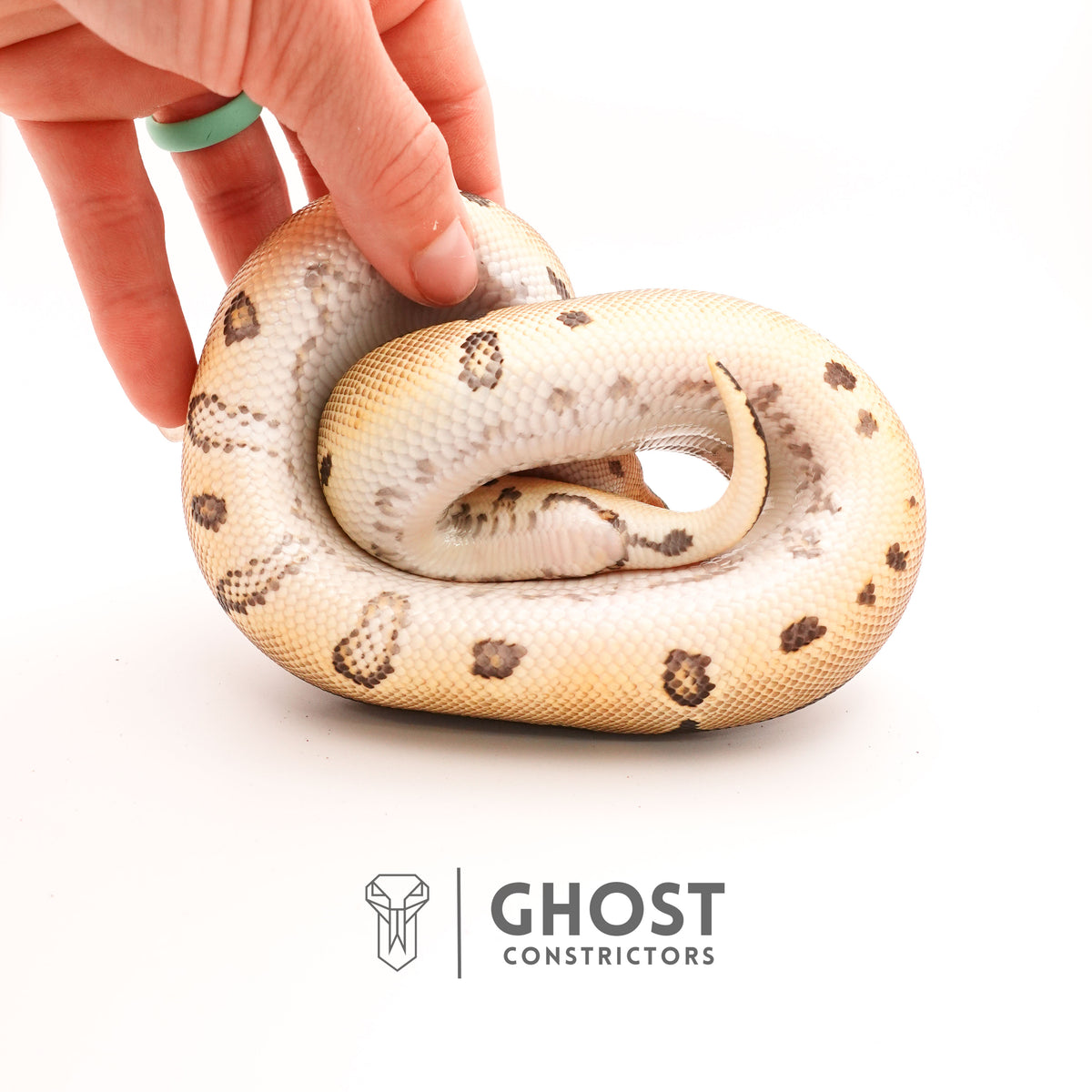 Clown Chocolate Ball Python — Male, 2024 hatch, captive-bred by Ghost Constrictors