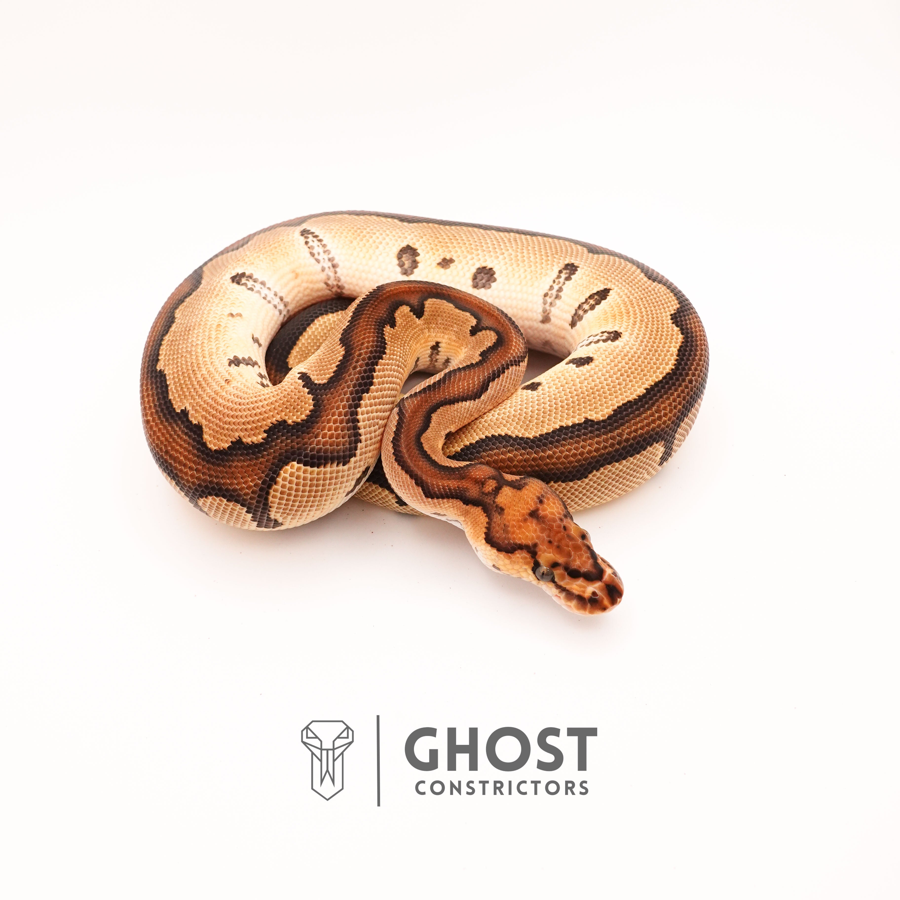 Ball Python Contrictors Clown Chocolate Ball Python for Sale | Ghost Constrictors