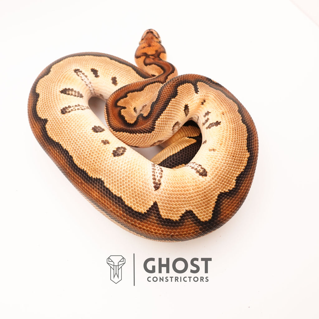 Clown Chocolate Ball Python — Male, 2024 hatch, captive-bred by Ghost Constrictors