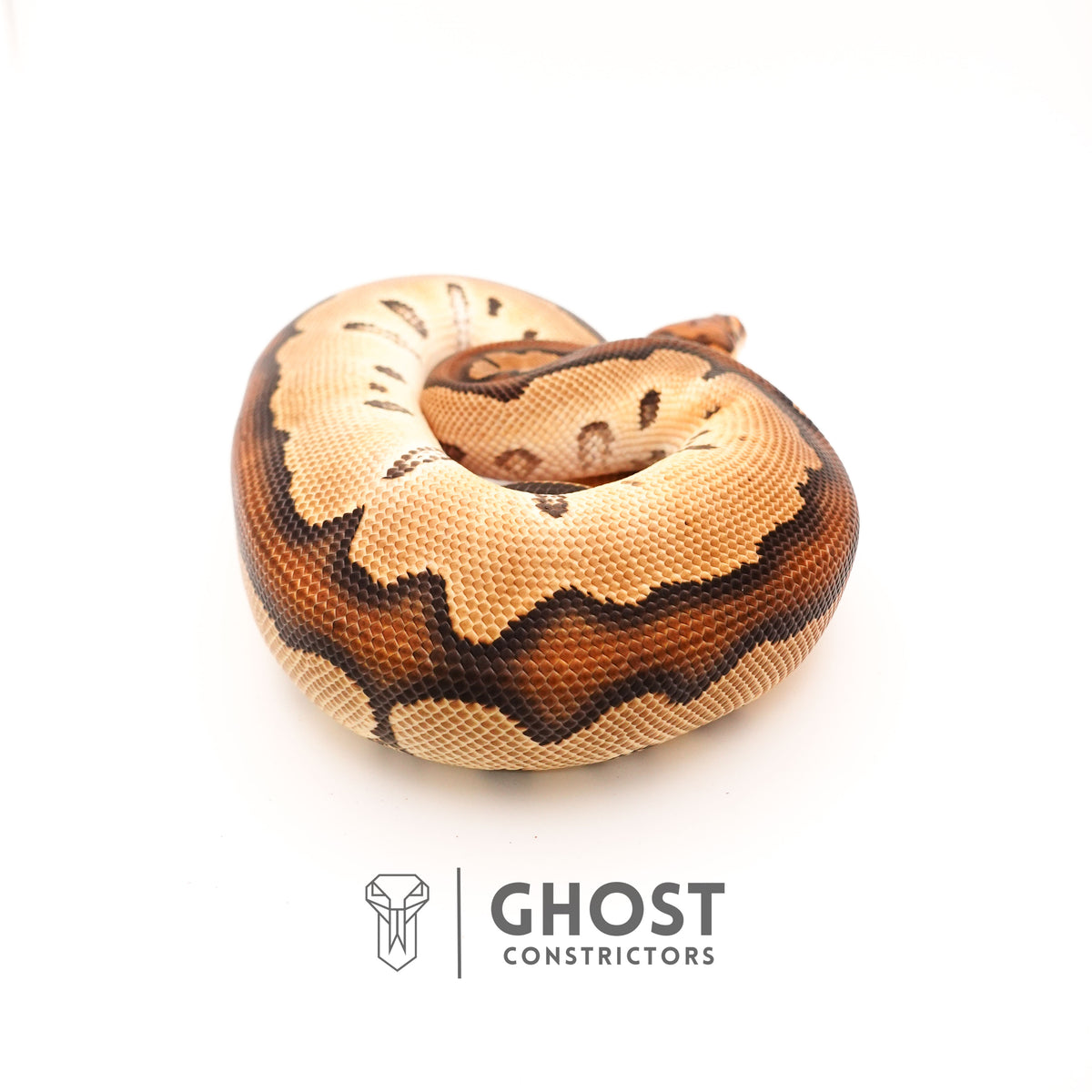 Clown Chocolate Ball Python — Male, 2024 hatch, captive-bred by Ghost Constrictors