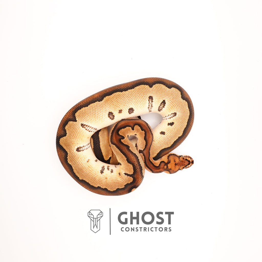 Clown Chocolate Ball Python — Male, 2024 hatch, captive-bred by Ghost Constrictors