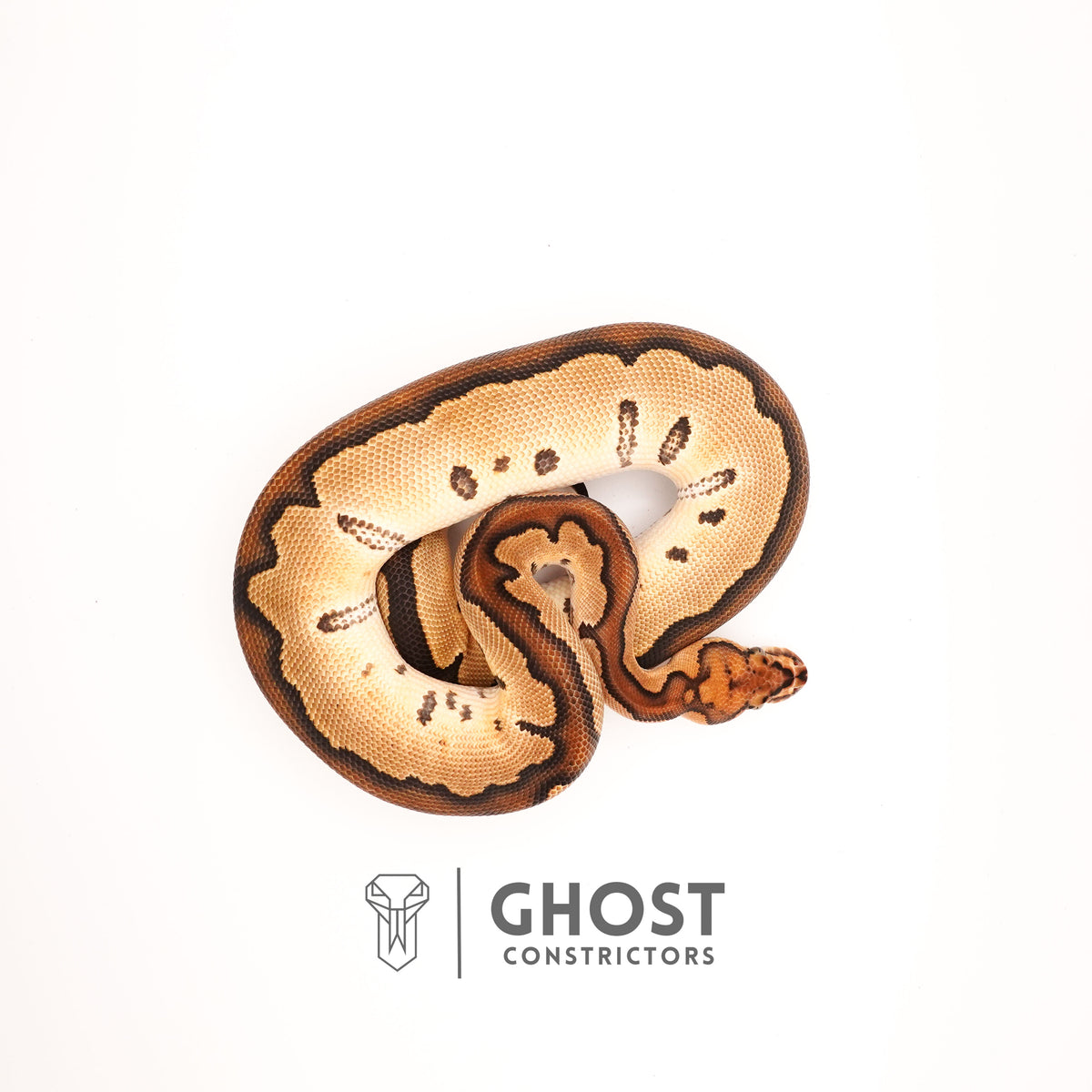 Clown Chocolate Ball Python — Male, 2024 hatch, captive-bred by Ghost Constrictors