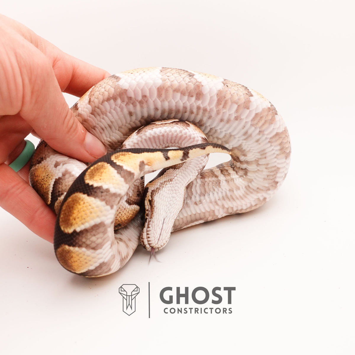 Enchi, Blackhead, Het Ultramel Ball Python — Male, 2024 hatch, captive-bred by Ghost Constrictors