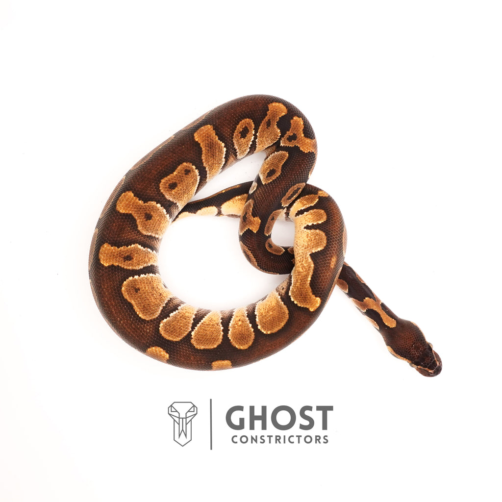 Enchi, Blackhead, Het Ultramel Ball Python — Male, 2024 hatch, captive-bred by Ghost Constrictors