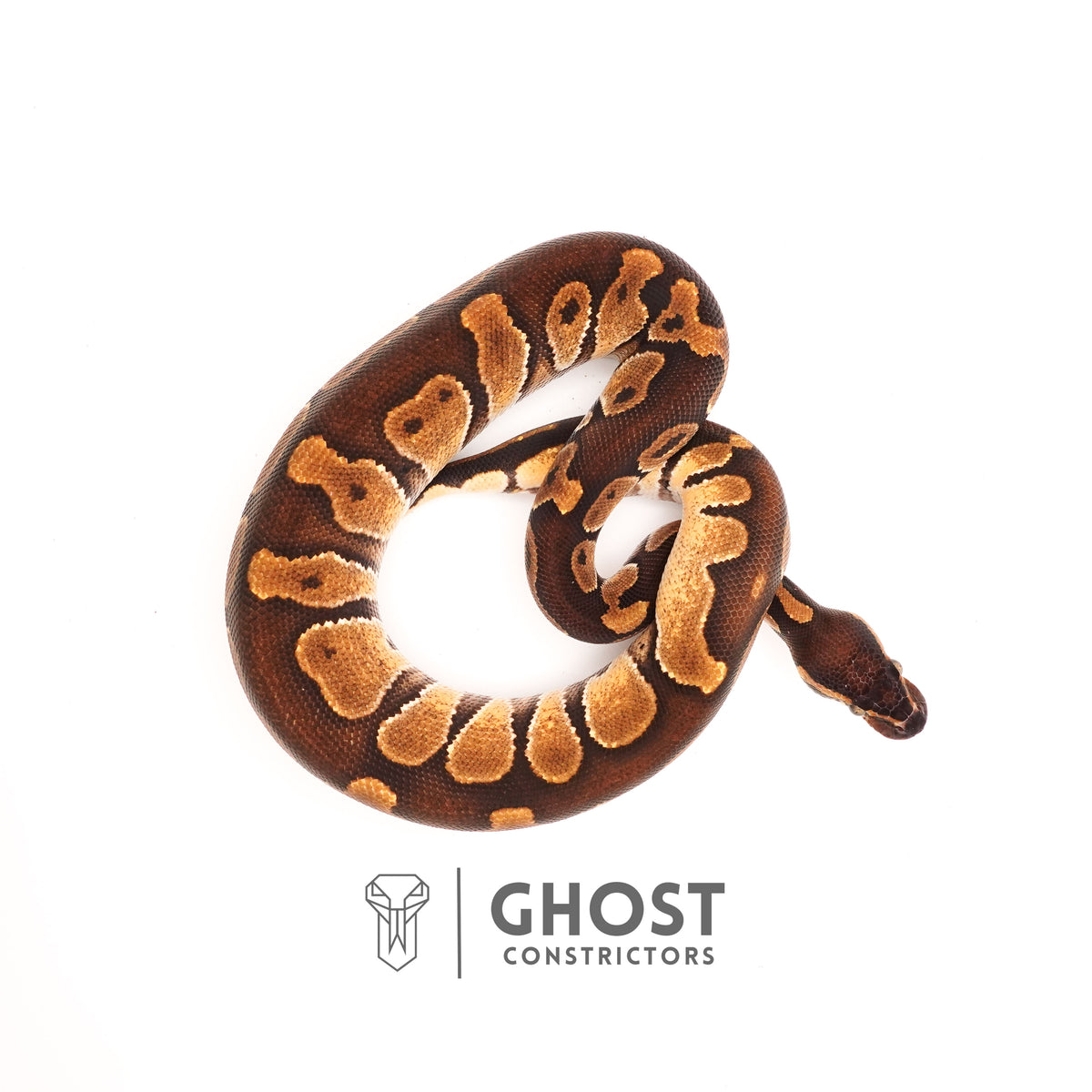 Enchi, Blackhead, Het Ultramel Ball Python — Male, 2024 hatch, captive-bred by Ghost Constrictors