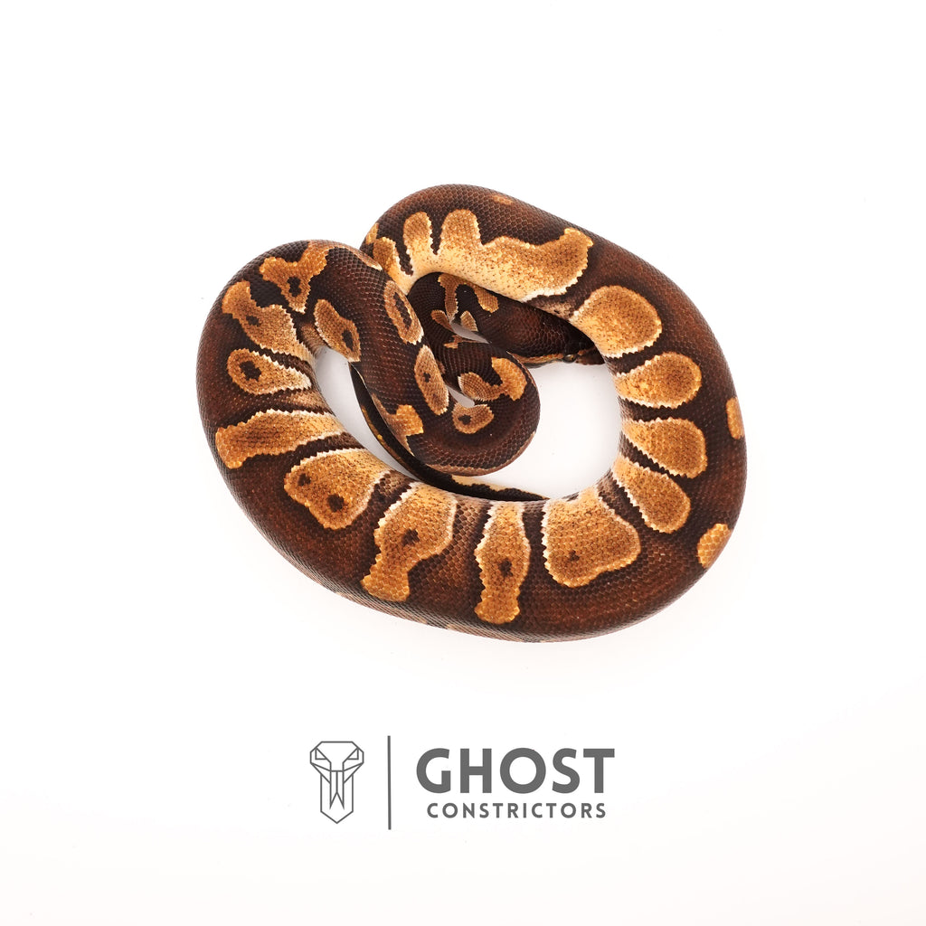 Enchi, Blackhead, Het Ultramel Ball Python — Male, 2024 hatch, captive-bred by Ghost Constrictors