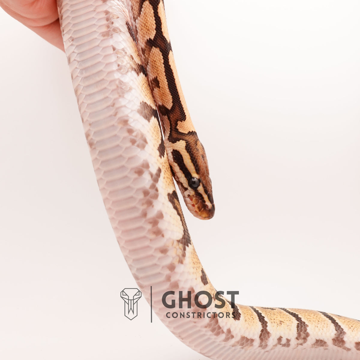 Fire Enchi Het Ultramel — Female, 2024 hatch, captive-bred by Ghost Constrictors