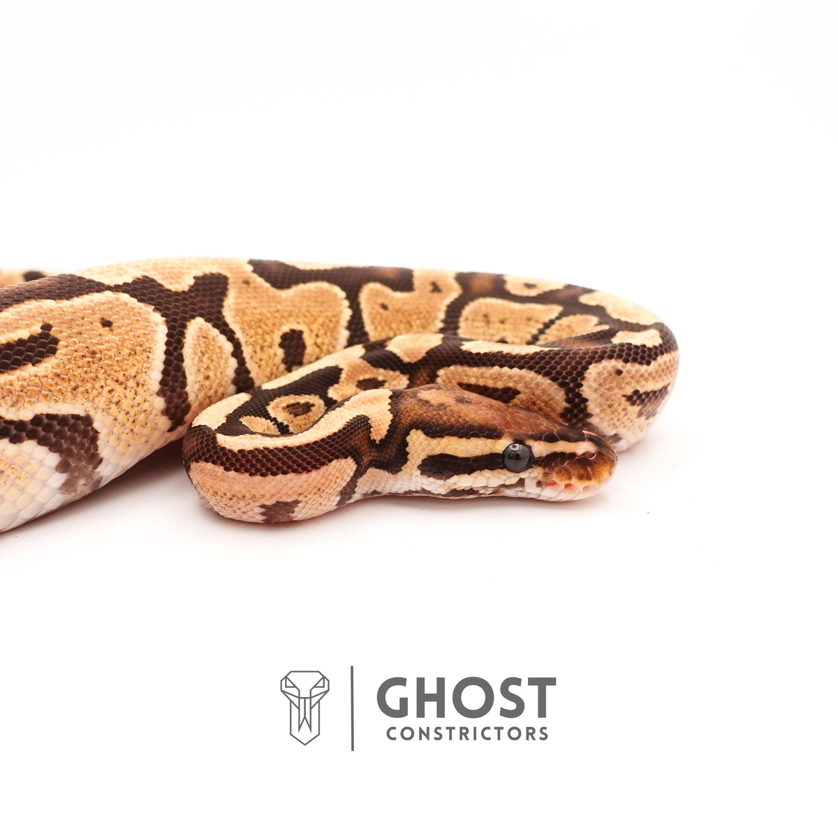 Fire Enchi Het Ultramel — Female, 2024 hatch, captive-bred by Ghost Constrictors