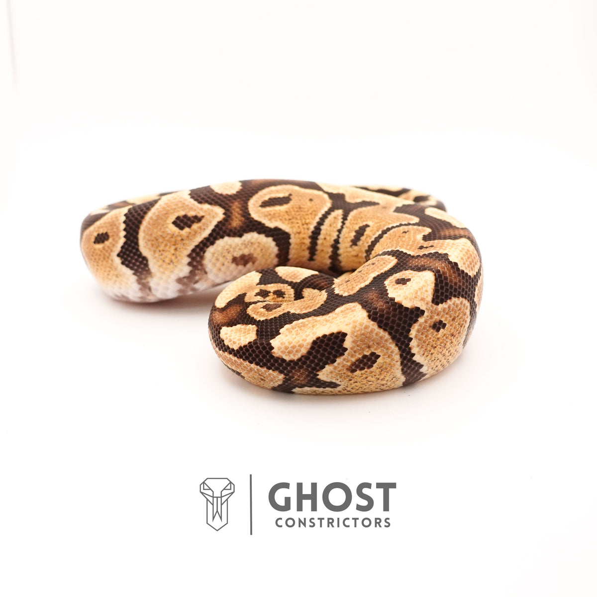 Fire Enchi Het Ultramel — Female, 2024 hatch, captive-bred by Ghost Constrictors