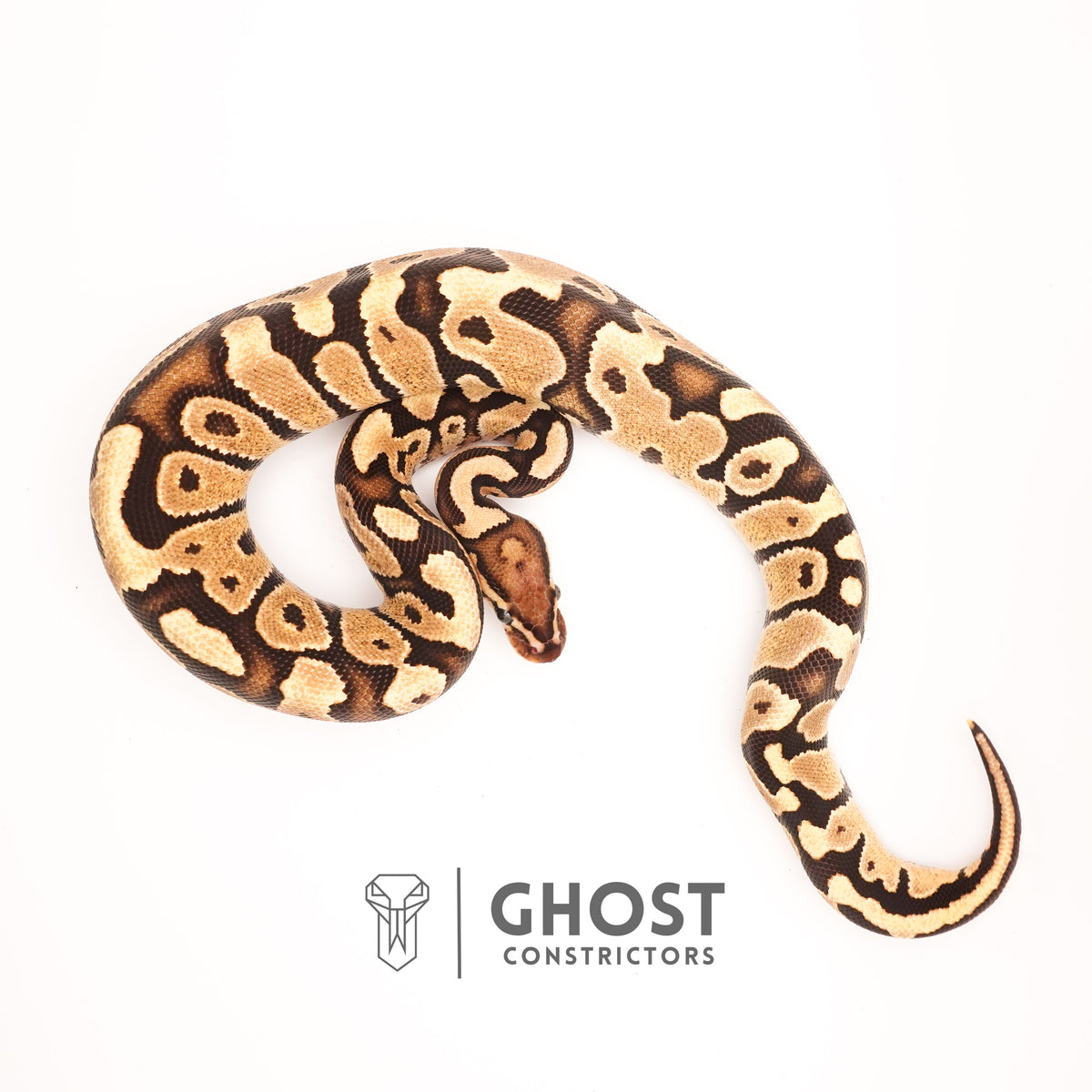 Fire Enchi Het Ultramel — Female, 2024 hatch, captive-bred by Ghost Constrictors