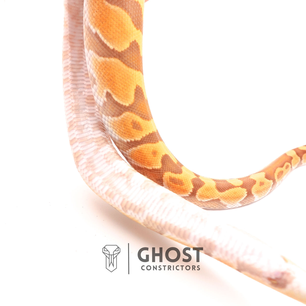 Enchi, Ultramel — Male, 2024 hatch, captive-bred by Ghost Constrictors